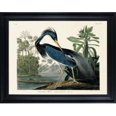 Lousianna Heron by John James Audubon (Framed Canvas Print)