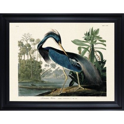 Lousianna Heron by John James Audubon (Framed Canvas Print) Lousianna Heron by John James Audubon (Framed Canvas Print)