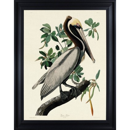 Brown Pelican by John James Audubon (Framed Canvas Print) Brown Pelican by John James Audubon (Framed Canvas Print)