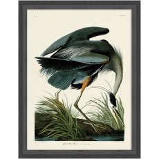 Great Blue Heron by John James Audubon (Framed Canvas Print)