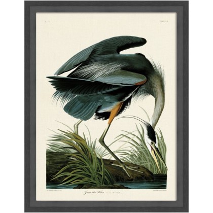 Great Blue Heron by John James Audubon (Framed Canvas Print) Great Blue Heron by John James Audubon (Framed Canvas Print)