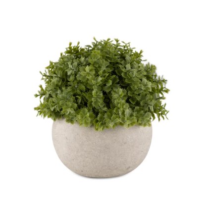 Miniature Hebe Verania in Pot Miniature Hebe Verania in Pot