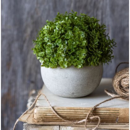 Miniature Hebe Verania in Pot