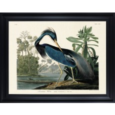 Lousianna Heron by John James Audubon (Framed Canvas Print)