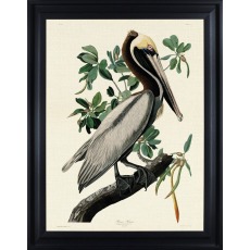 Brown Pelican by John James Audubon (Framed Canvas Print)