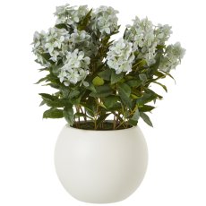 Large Green Hydrangea Plant In Pot