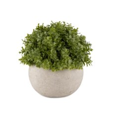 Miniature Hebe Verania in Pot