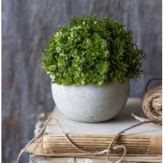 Miniature Hebe Verania in Pot