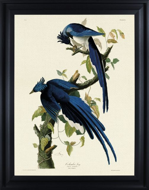 Columbia Jay by John James Audubon (Framed Canvas Print)