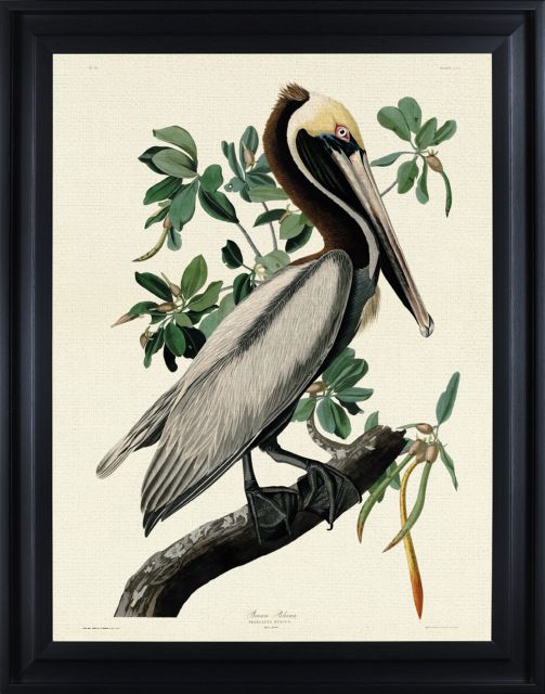 Brown Pelican by John James Audubon (Framed Canvas Print)