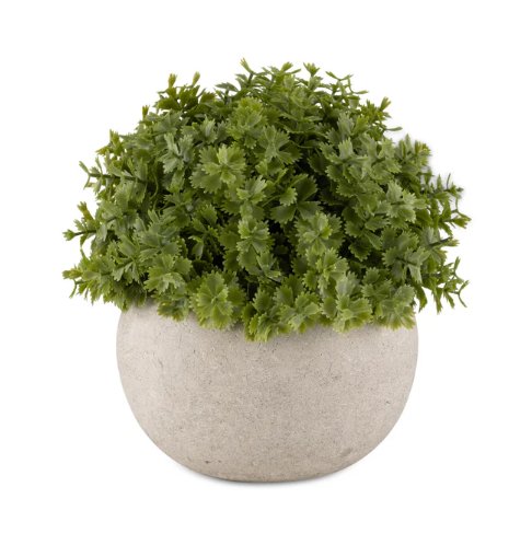 Miniature Hebe Verania in Pot Miniature Hebe Verania in Pot