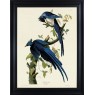 Columbia Jay by John James Audubon (Framed Canvas Print)