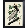 Brown Pelican by John James Audubon (Framed Canvas Print)