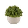 Miniature Hebe Verania in Pot Miniature Hebe Verania in Pot