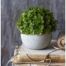 Miniature Hebe Verania in Pot Miniature Hebe Verania in Pot